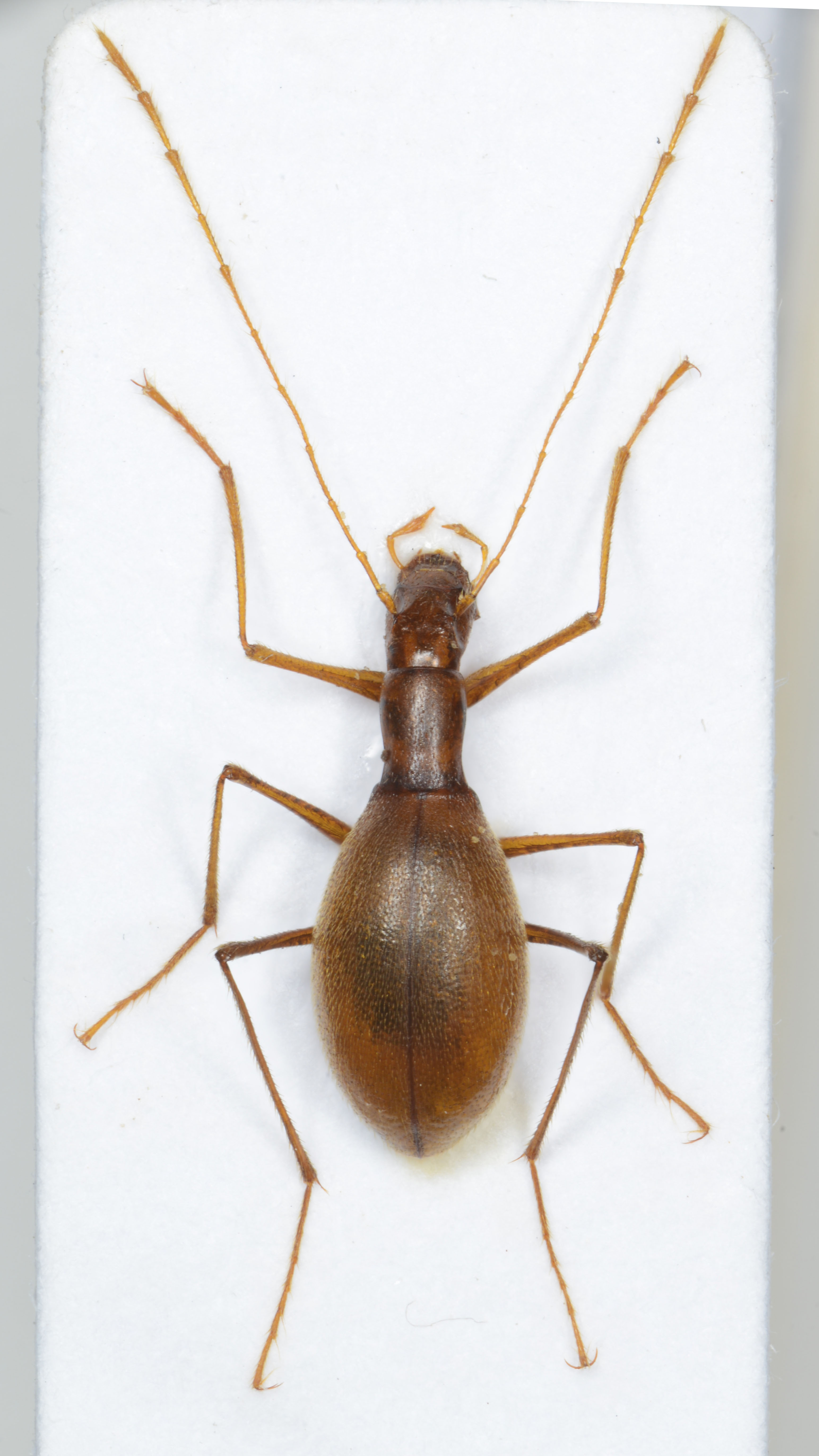 4. Paraprous sericeus sericeus, Ledena jama na Kunču, C6902, 2024-01-24 15-19-01 (B,R8,S4)